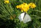 Schmetterling Kohlweisling am Radowtal